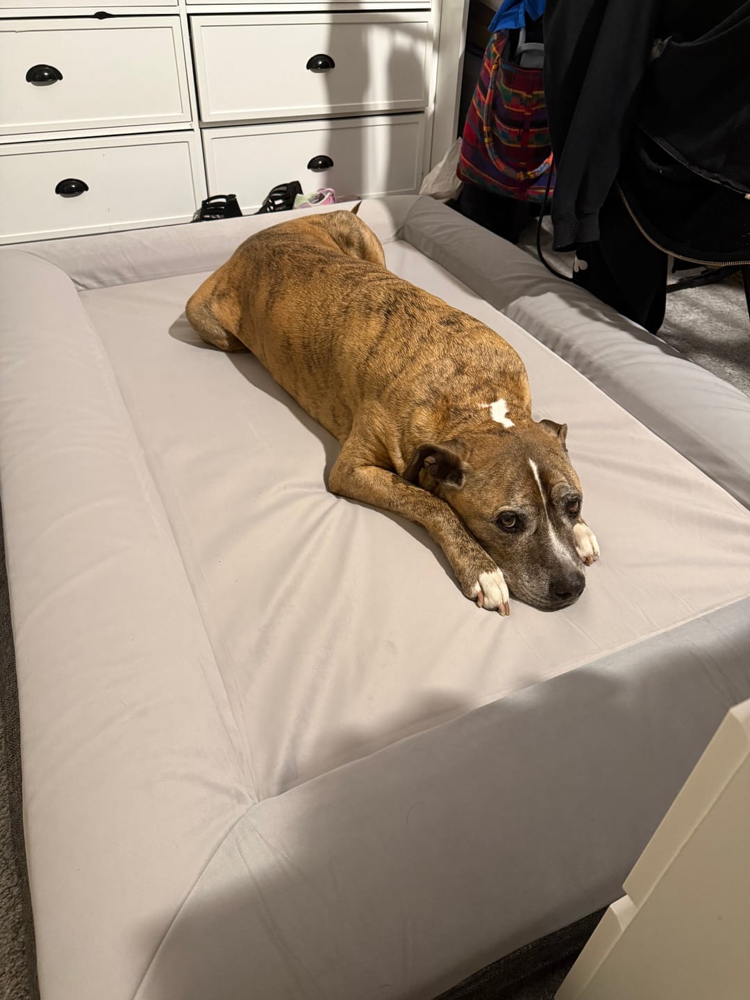 Customer photo review of Best Orthopedic Dog Bed | Fur King "Ortho"