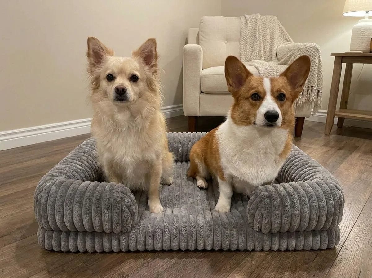Customer photo review of Panier orthopédique pour chien