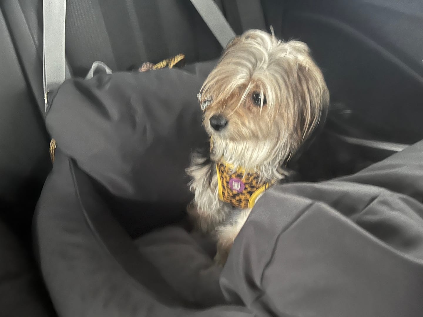 Customer photo review of Asiento Primera Clase THE DOGS — Viajes seguros y cómodos
