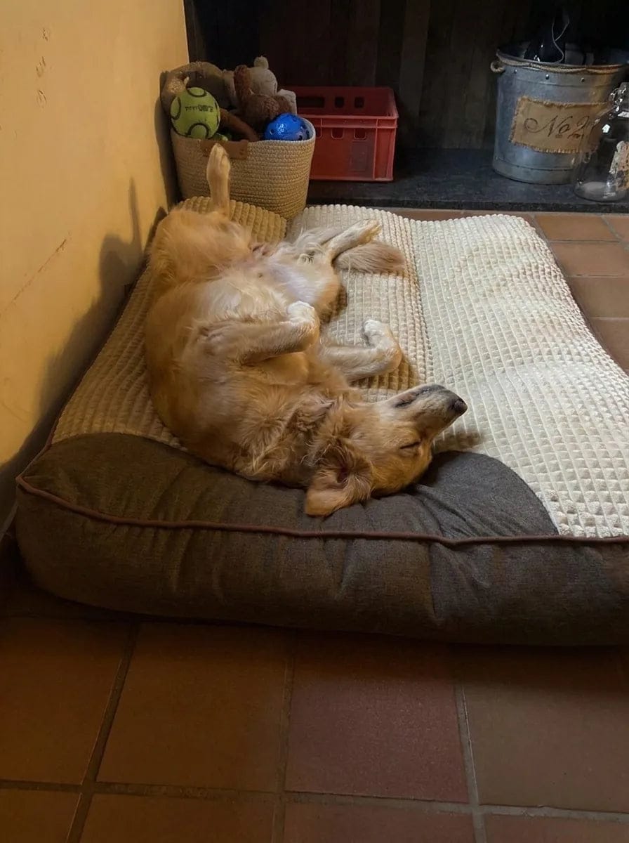 Customer photo review of Lit pour chien orthopédique
