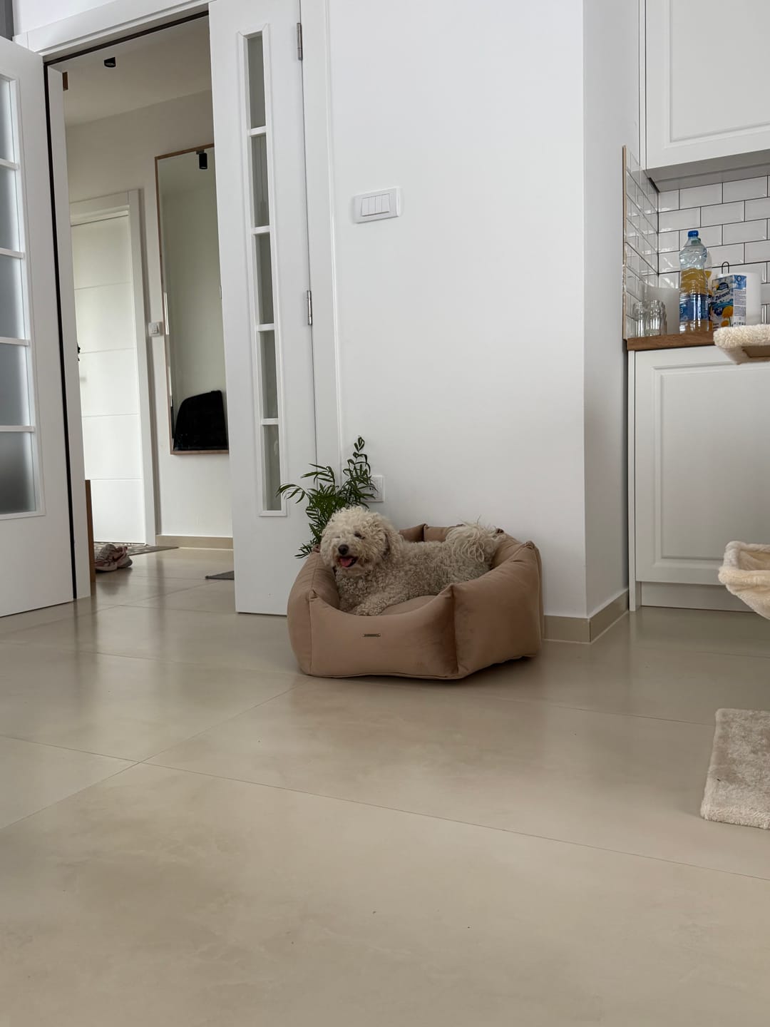 Customer photo review of NORINO Shell - Krevet za pse