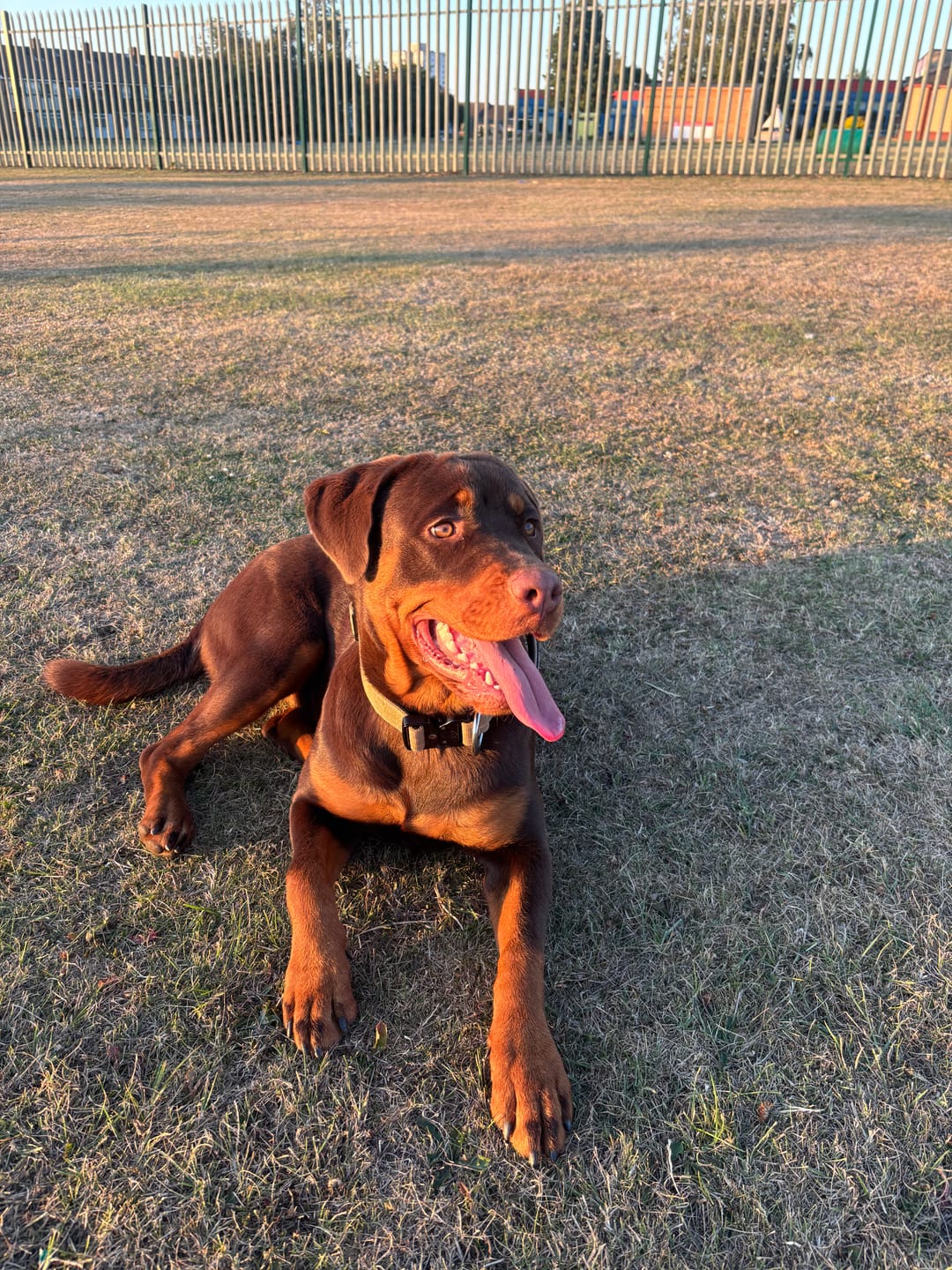 Customer photo review of 4cm Combat® Collar | With Handle & Secured Clip - Tan