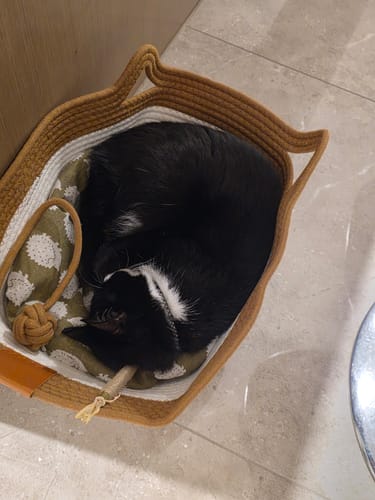 Customer's black cat curled up sleeping inside the tan Instinct Basket, which sits on a light floor.