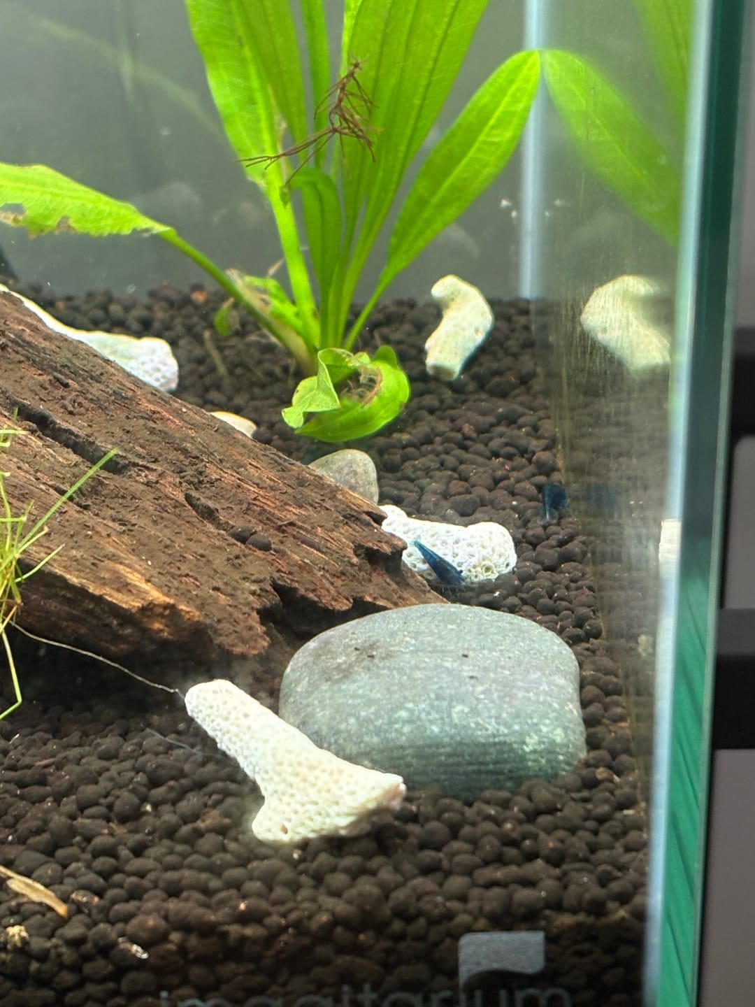 Customer photo review of Blue Dream Shrimp