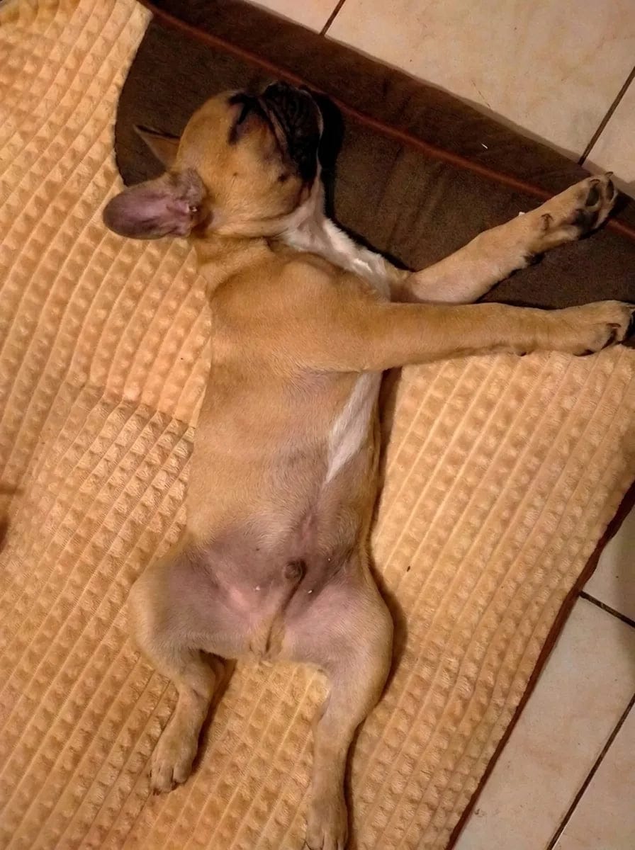 Customer photo review of Lit pour chien orthopédique