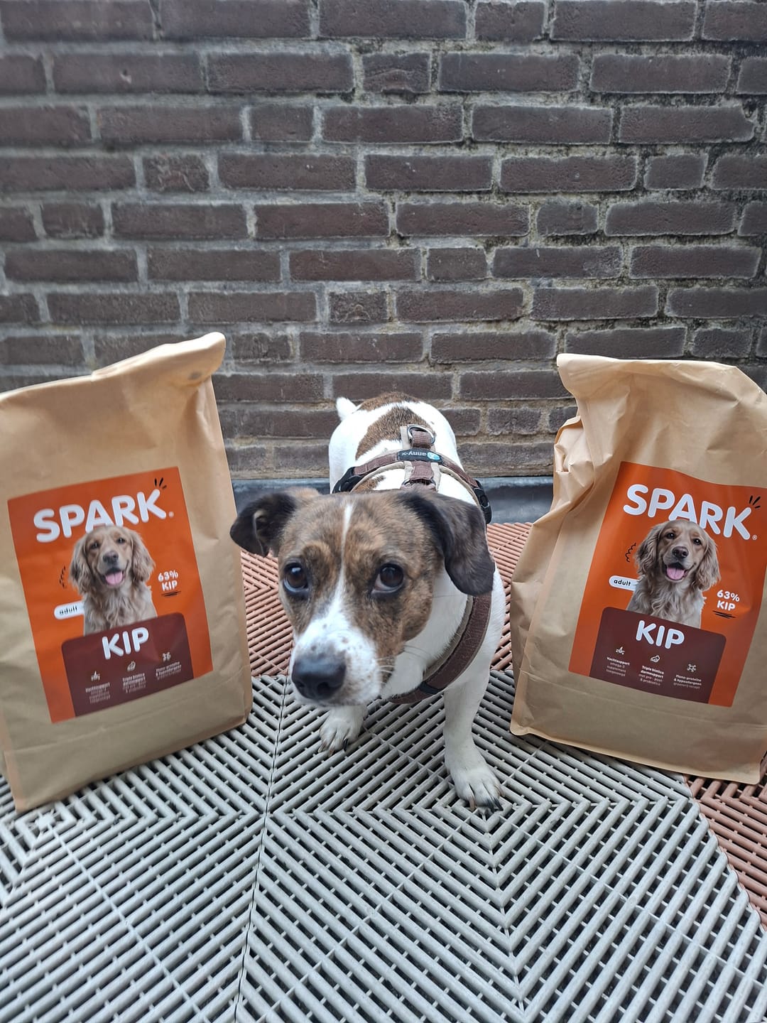 Customer photo review of V2.0 - Volwassen - Kip met Zoete Aardappel