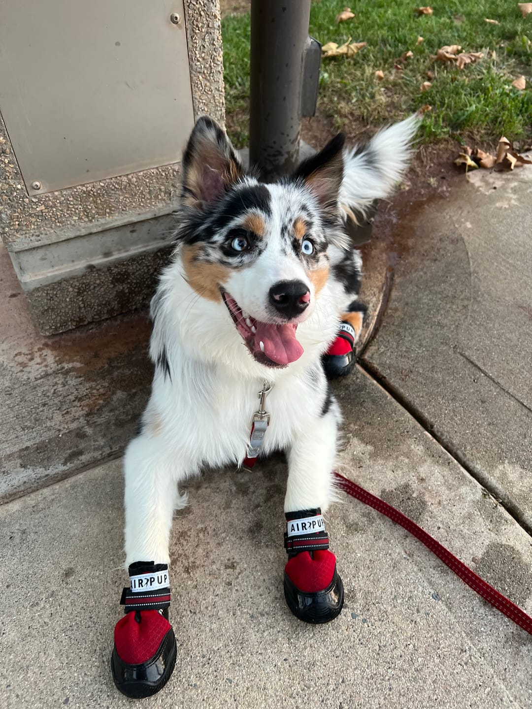 Customer photo review of AIR PUP DOG SHOES - SET OF 4