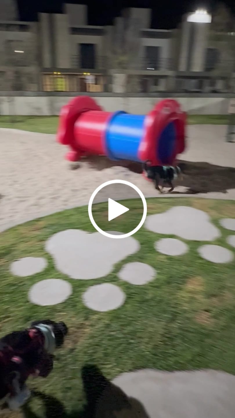 Customer video review of CT3614 1 Pieza De Pechera Con Correa Para Mascota