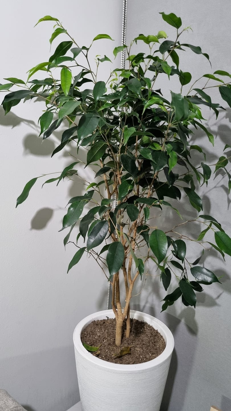 Customer photo review of Ficus Benjamina M macetero Cono