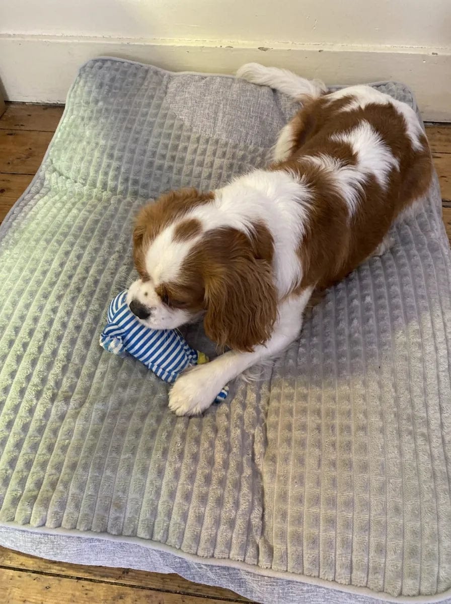 Customer photo review of Lit pour chien orthopédique