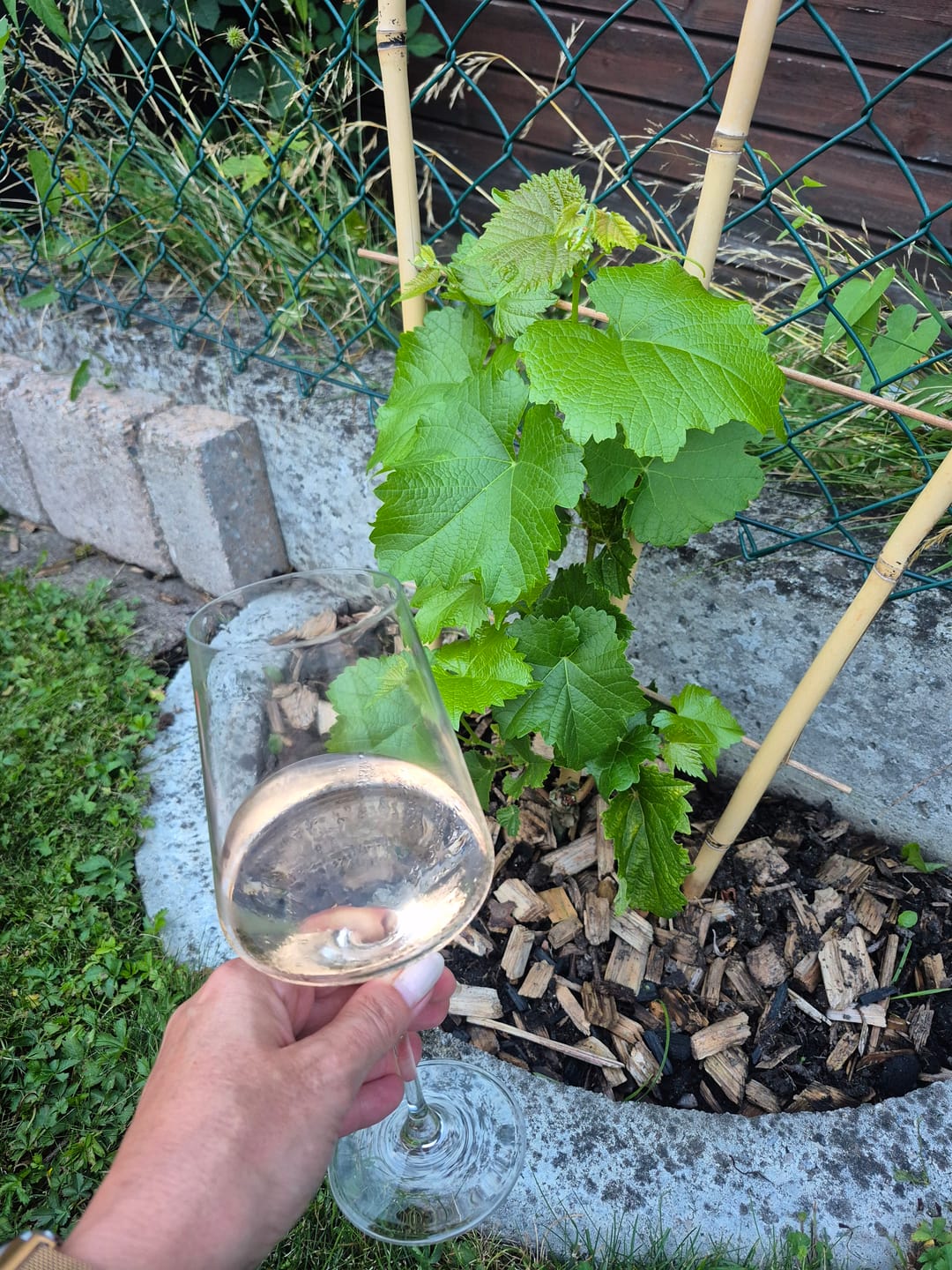 Customer photo review of VinTonic Rosé  | 6 x 0,75 L