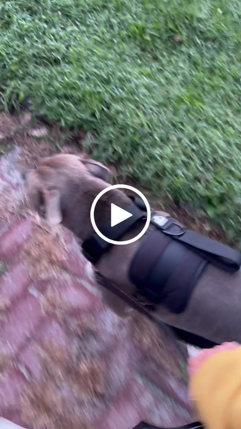 Customer video review of Bully Proof Collar