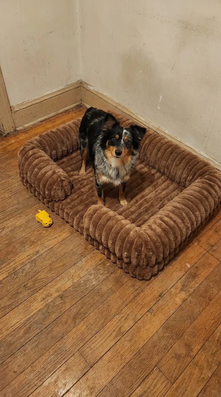 Customer photo review of Panier orthopédique pour chien