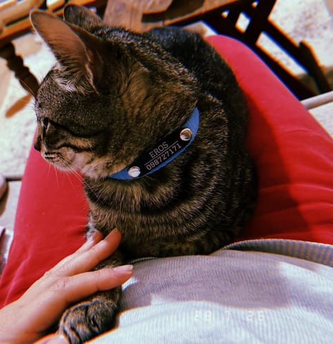 Customer photo review of Collar Remachado (Gato)