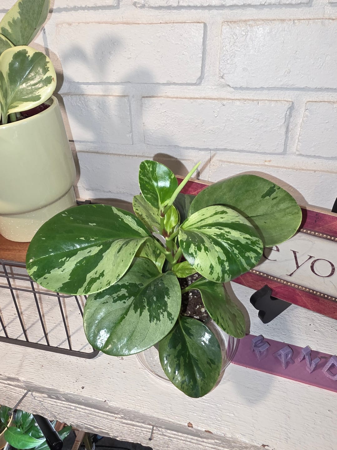 Customer photo review of Peperomia obtusifolia 'Marble'