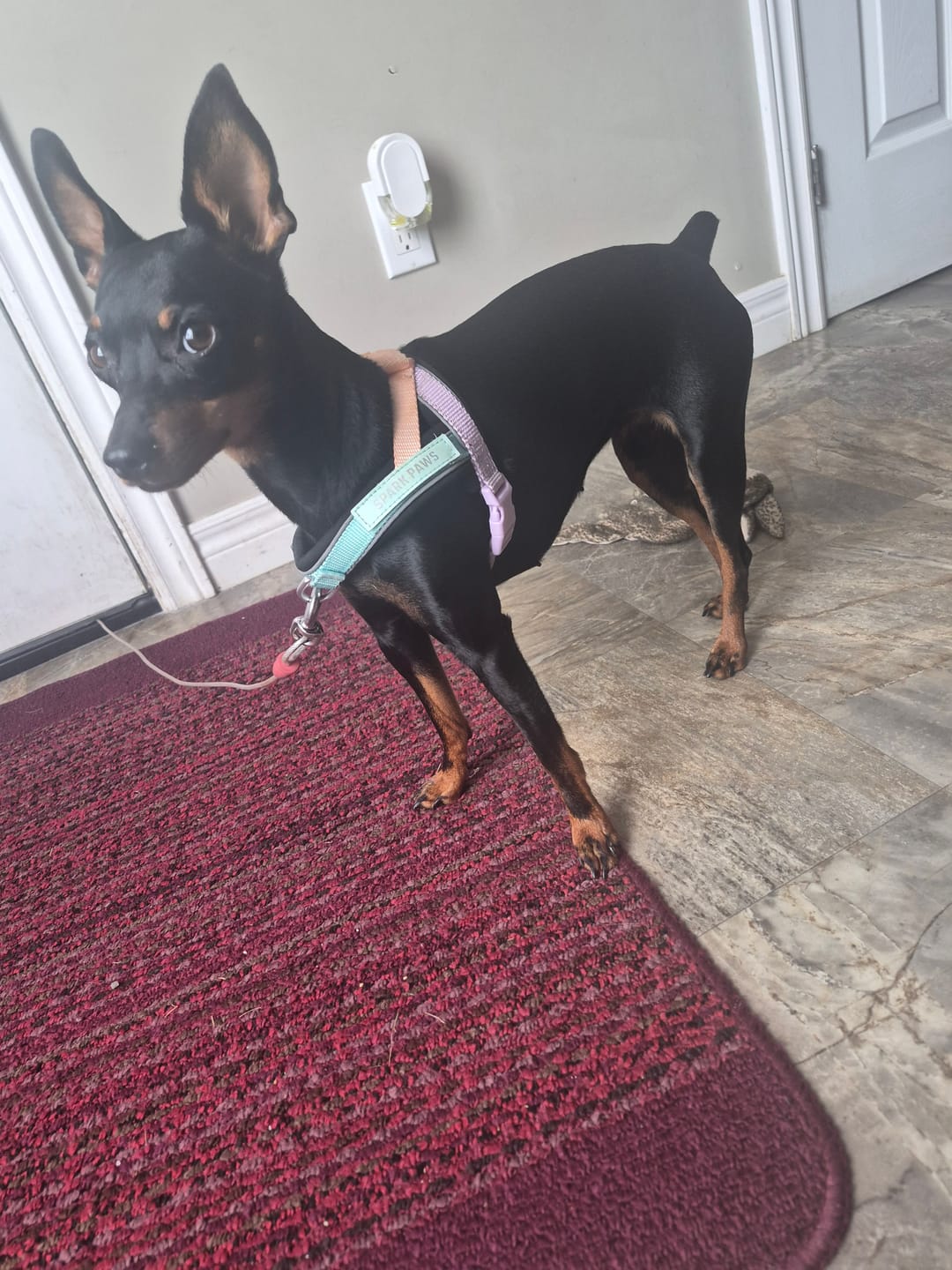 Customer photo review of Grab & Go Harness