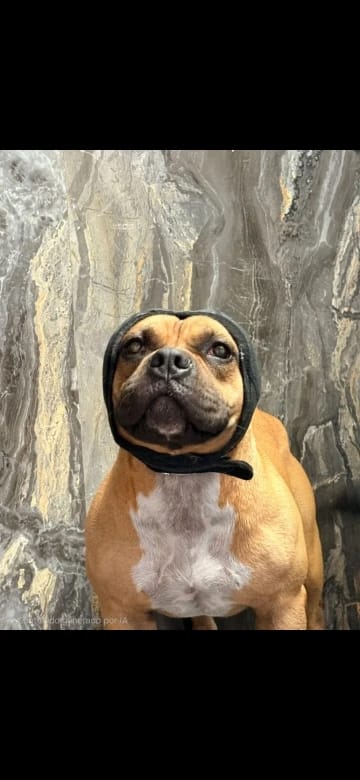 Customer photo review of Fellheimat CalmWrap™ Kopfband
