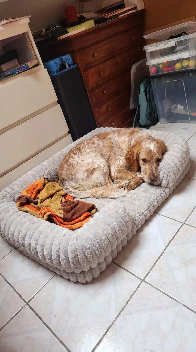 Customer photo review of Panier orthopédique pour chien