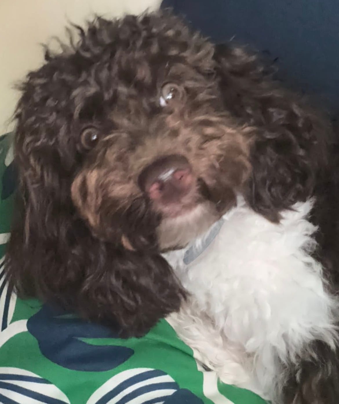 Customer photo review of AnimArtì MAMAPÙ Phon per Cani - Asciugatura a Mani Libere con Supporto da Collo - 1400W
