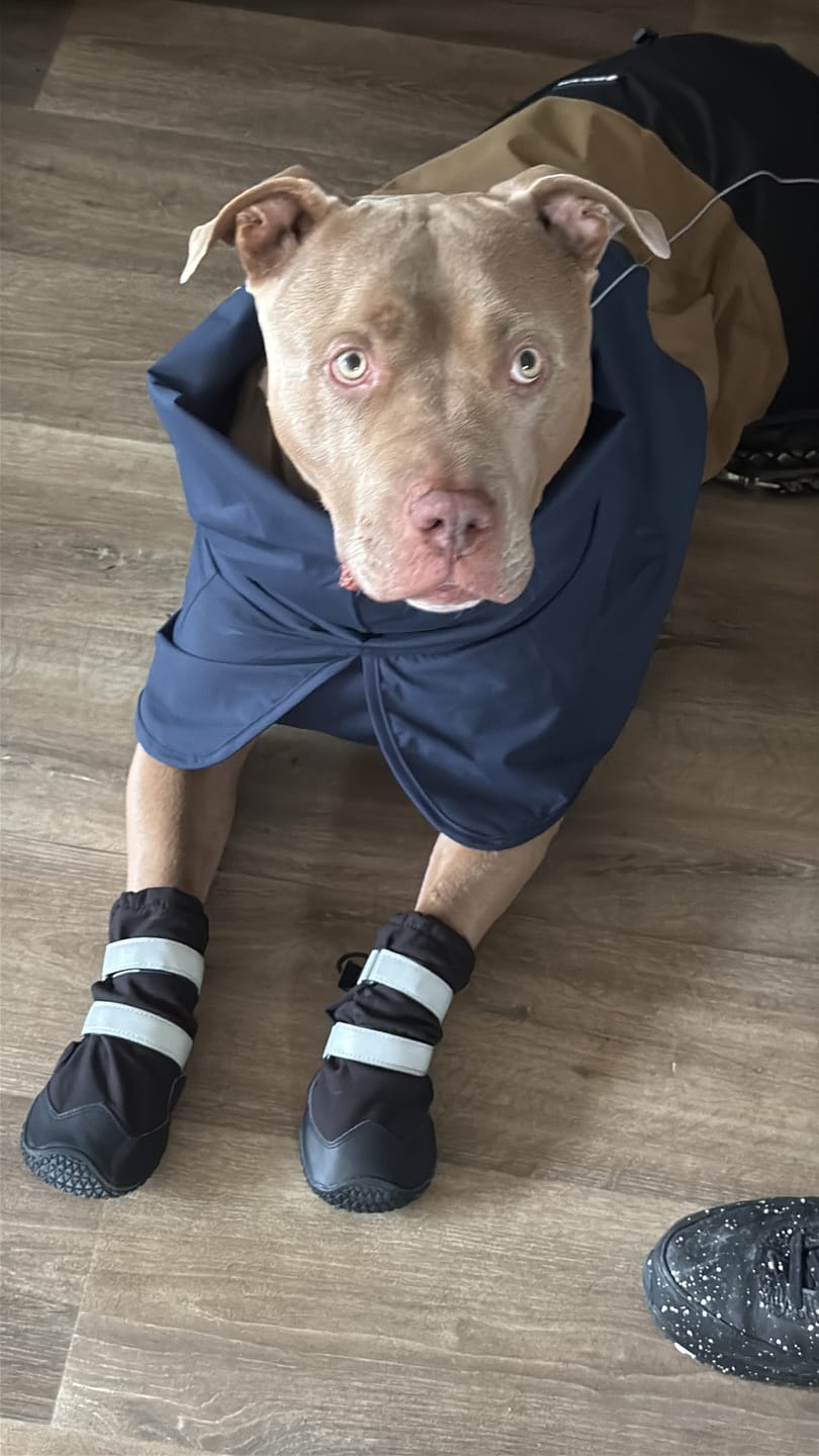 Customer photo review of Dog Rainboots, Waterproof Dog Shoes - Black