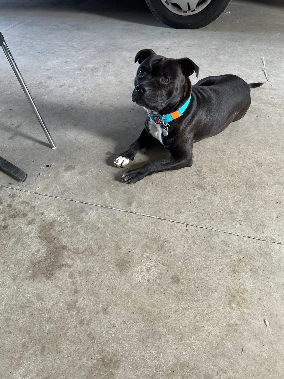 Customer photo review of Staffordshire Bull Terrier 1935® Nylon Collar - Alvin Edition - Aqua & Neon Orange