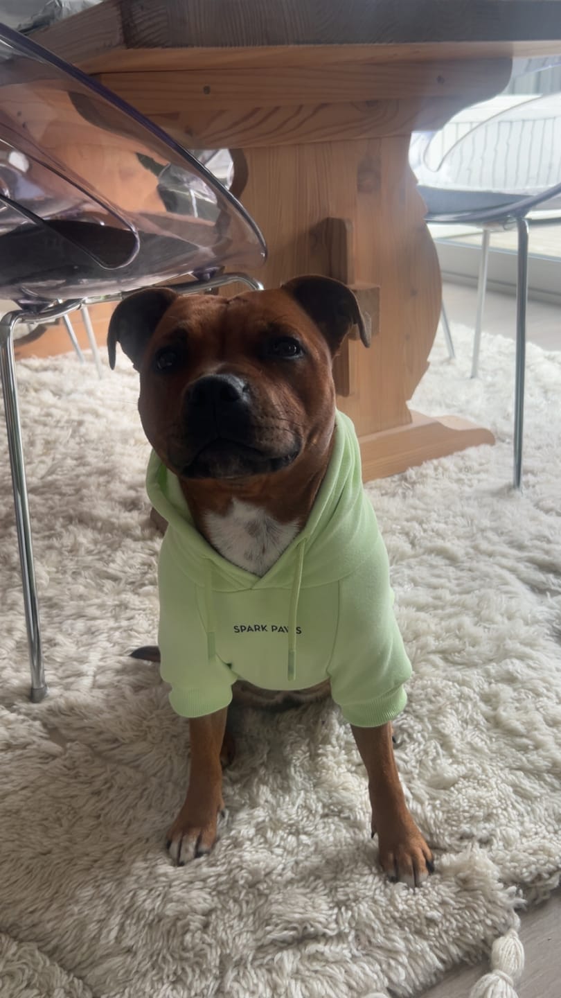 Customer photo review of Essential Dog Hoodie - Honey Dew