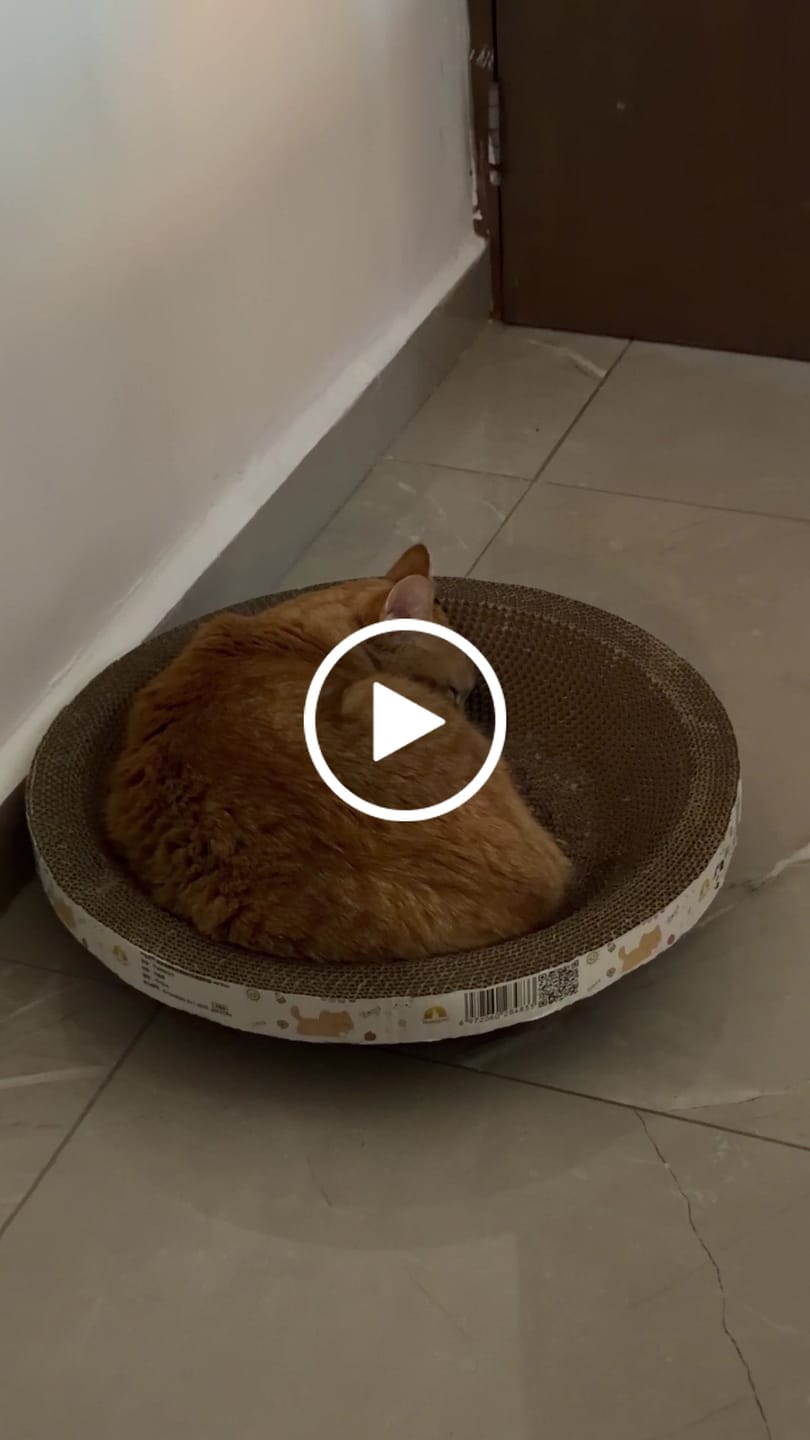 Customer video review of CT1795 1 Pieza De Juguete Rascador Para Mascota