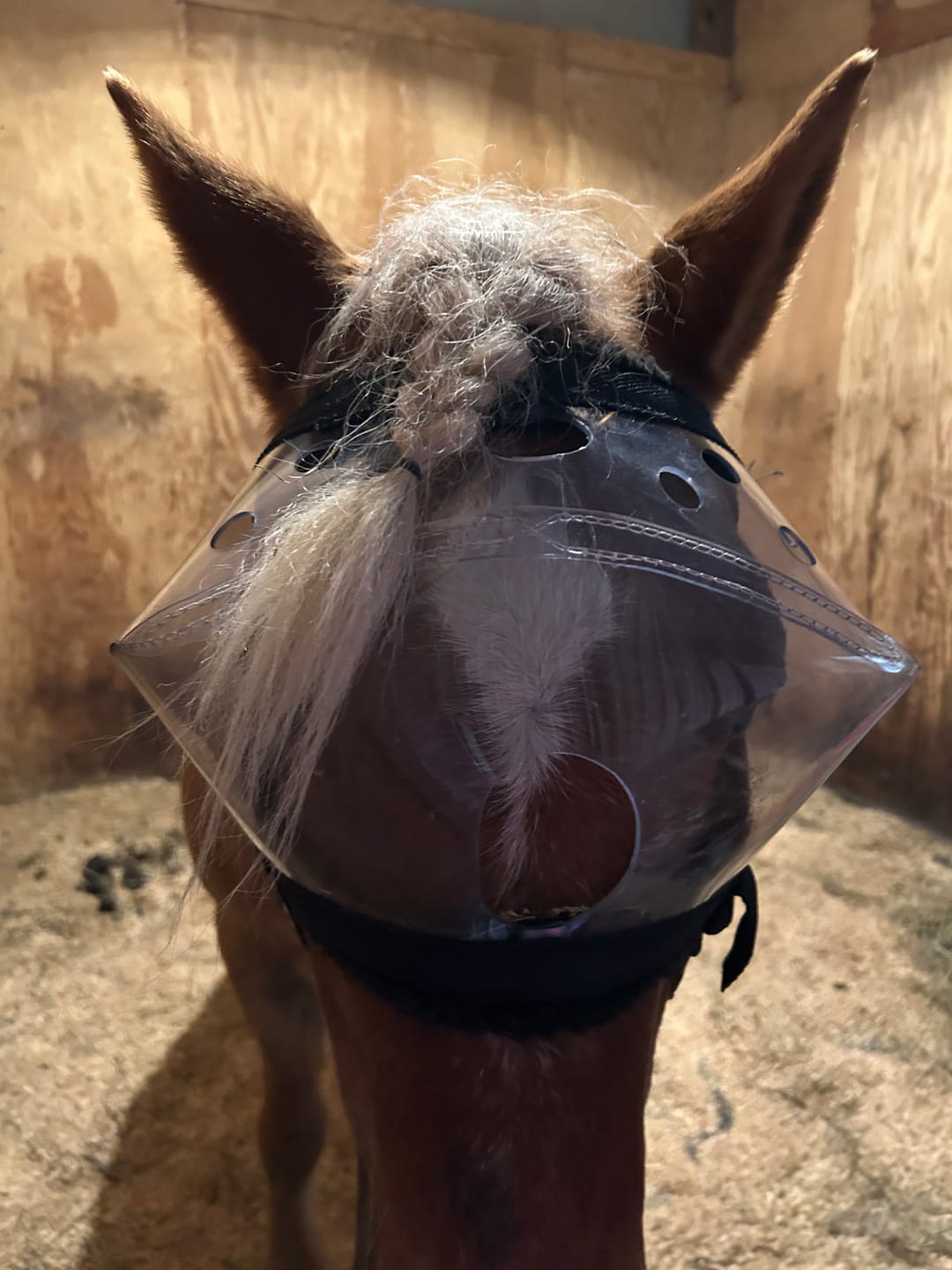 Customer photo review of Recovery Vizor - Clear UV Tint