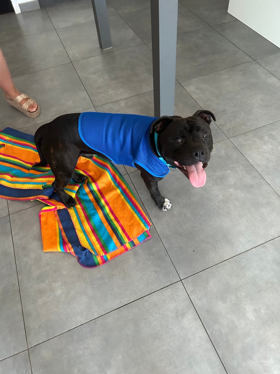 Customer photo review of Staffordshire Bull Terrier 1935® Cooling Vest - Blue