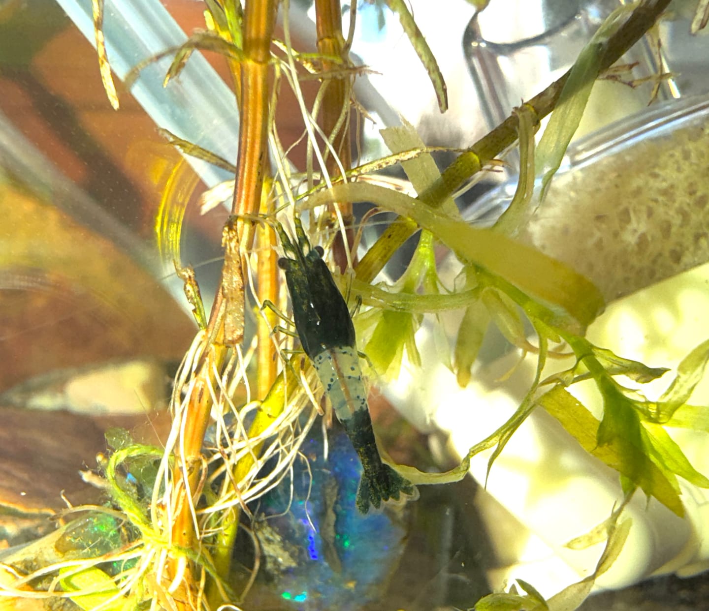 Customer photo review of Green Rili Shrimp