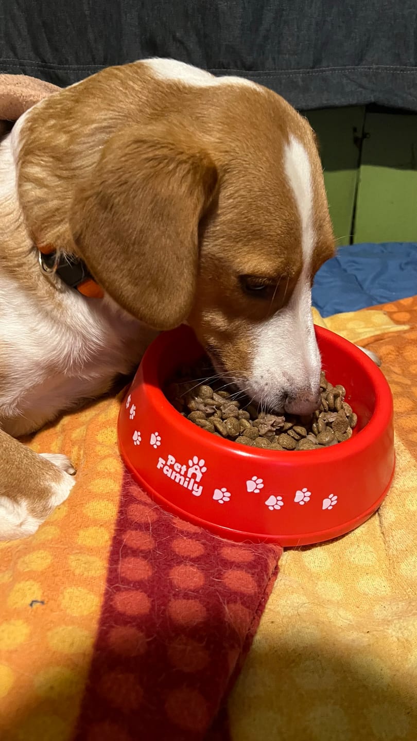 Customer photo review of Plato para Perros PetFamily