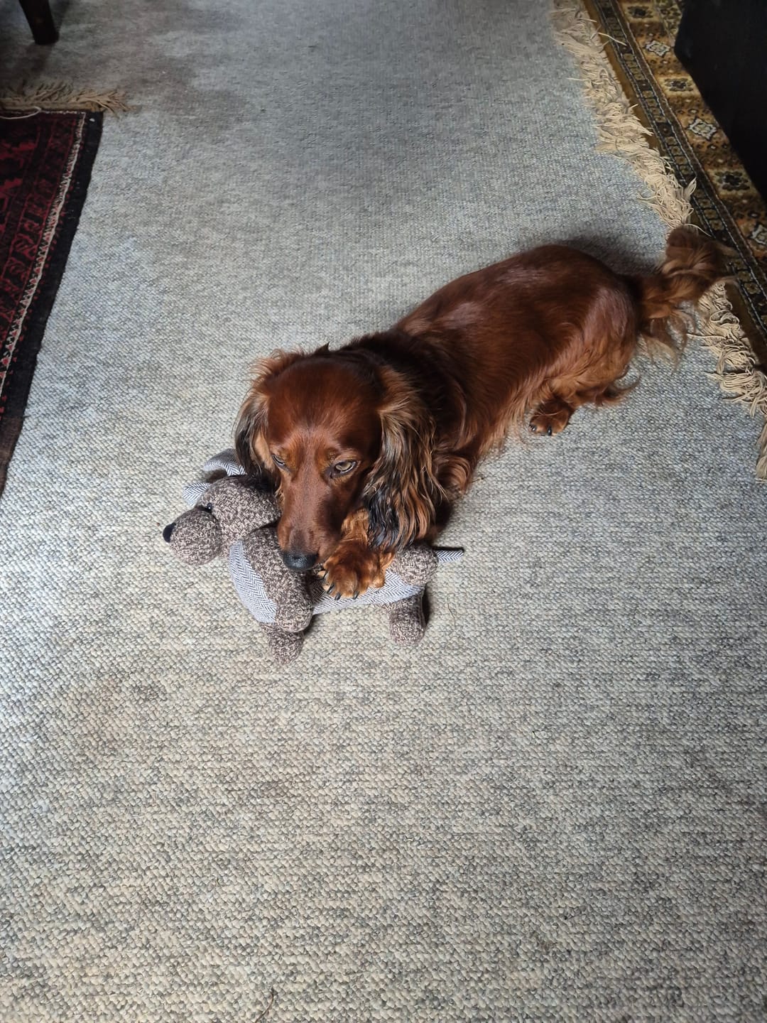 Customer photo review of Gravhunden 'Joachim' hundebamse