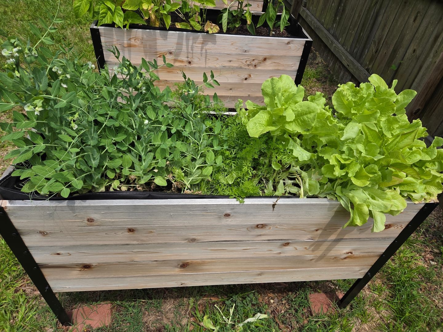 Customer photo review of Anniversary Sale | 18” x 48” Deep Root Raised Garden Bed