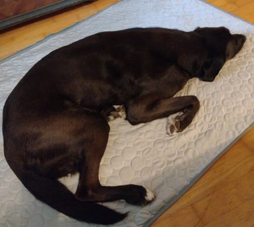 Customer photo review of CoolingMat - Hundekühlmatte