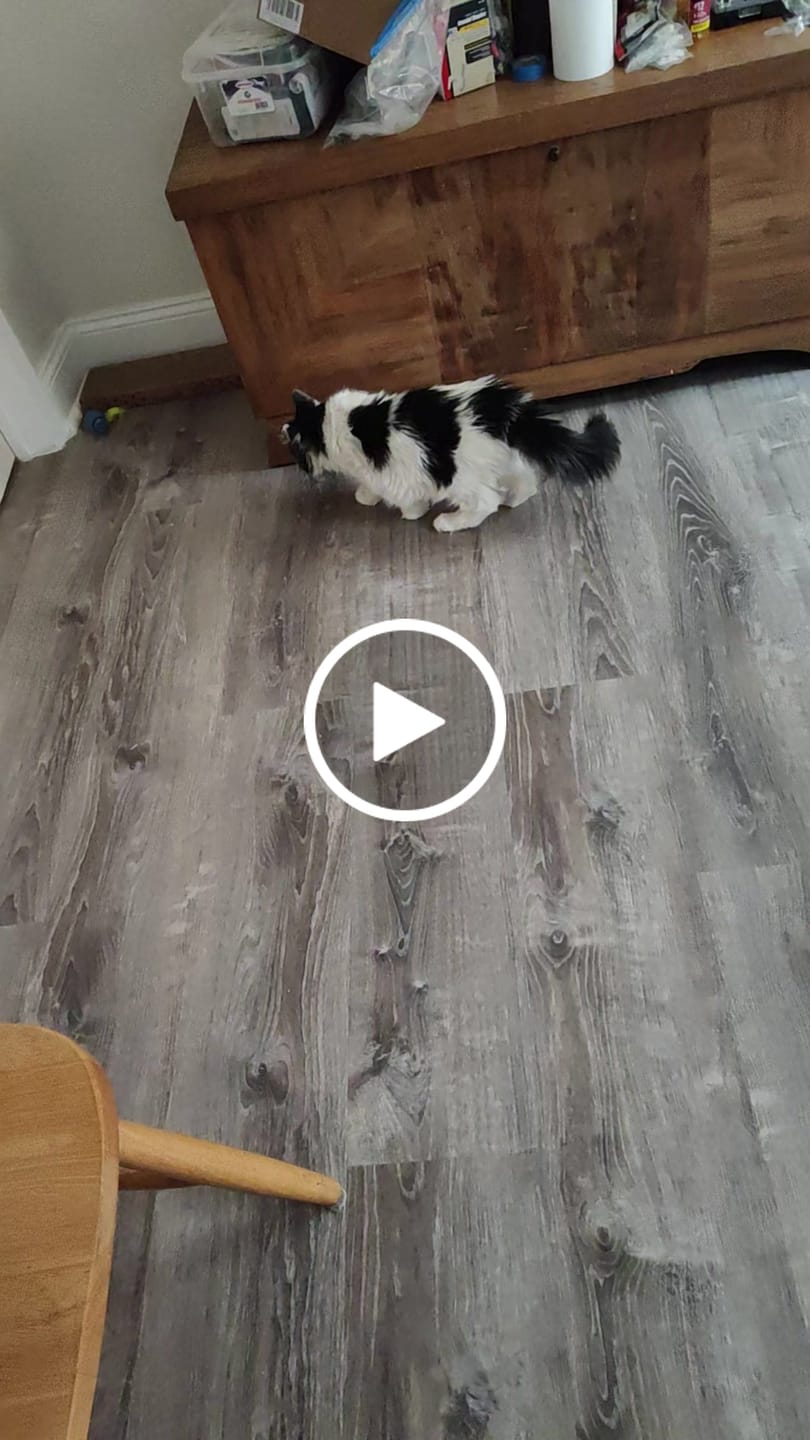 Customer video review of SPEEDY TAIL 2.0