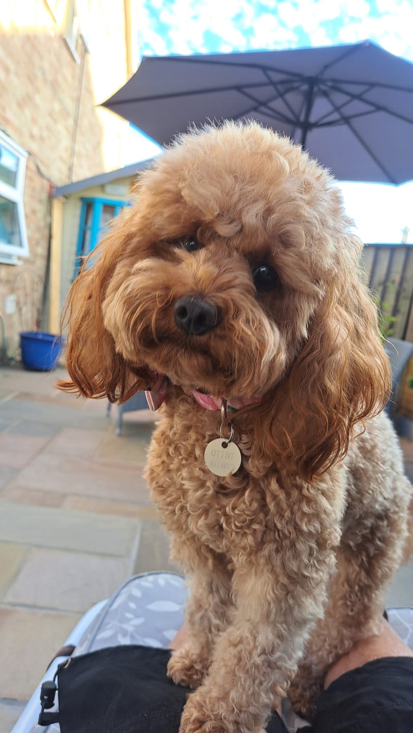 Customer photo review of Dog Gel