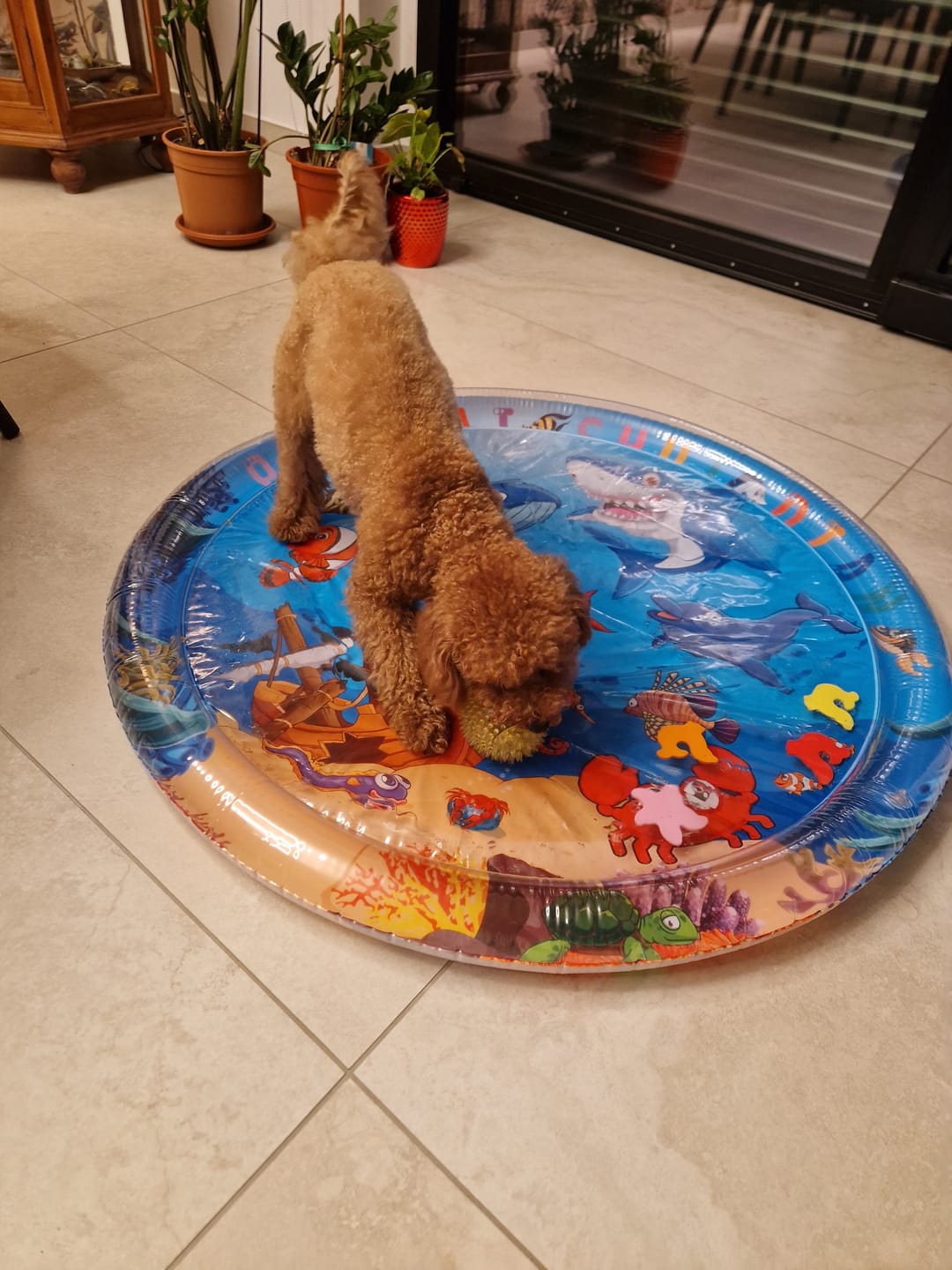 Customer photo review of 🌴 Lettino Rinfrescante “Oasi Estiva” per Cani & Gatti