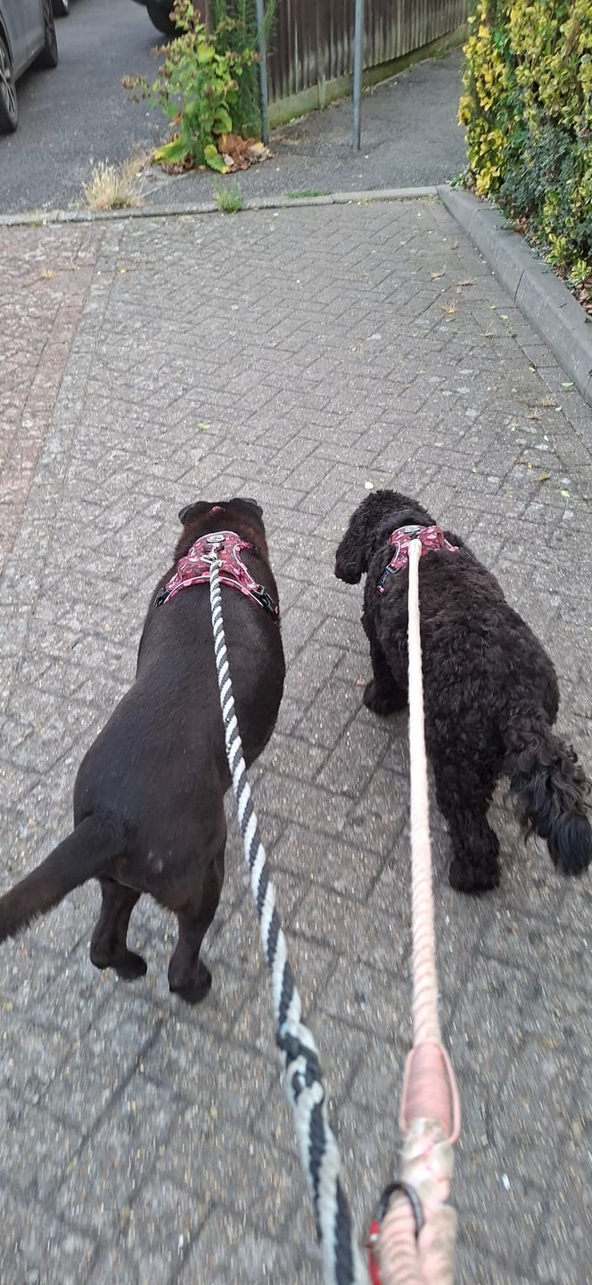 Customer photo review of Collar - Mable's Meadow