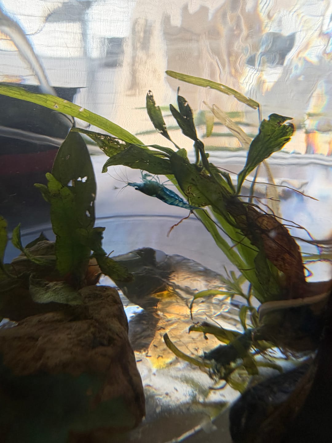 Customer photo review of Blue Velvet Shrimp