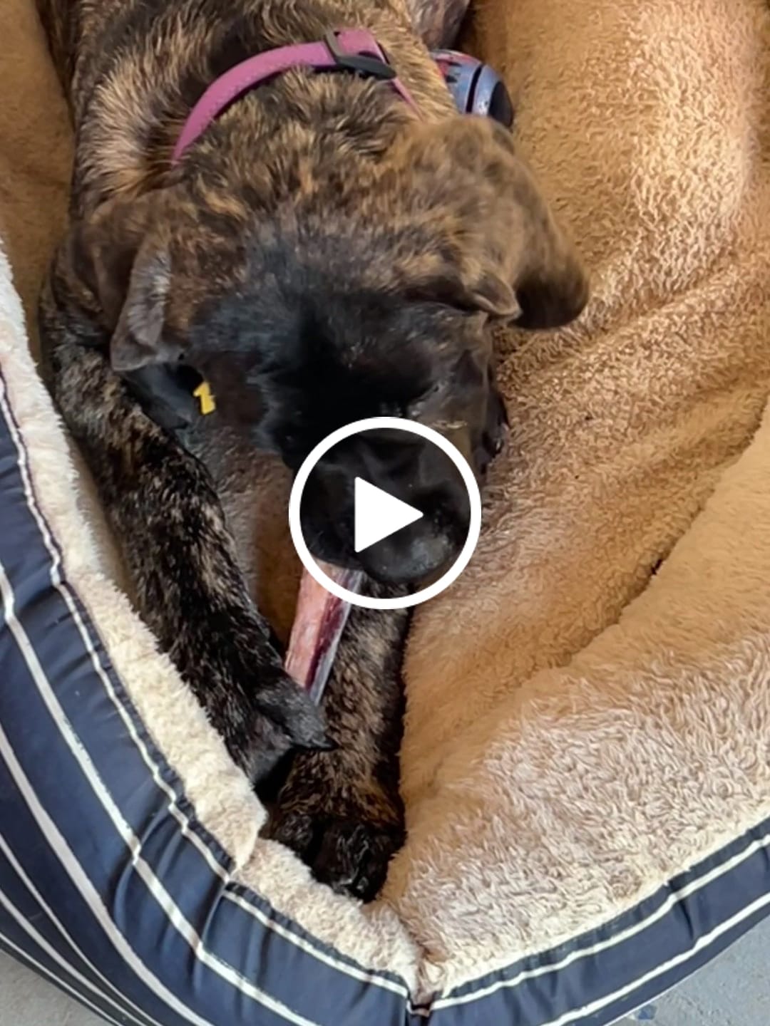 Customer video review of 6 Inch Monster Bully Stick