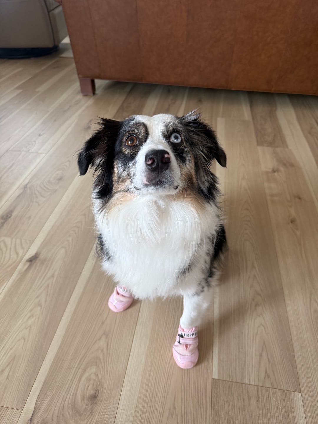 Customer photo review of AIR PUP DOG SHOES - SET OF 4