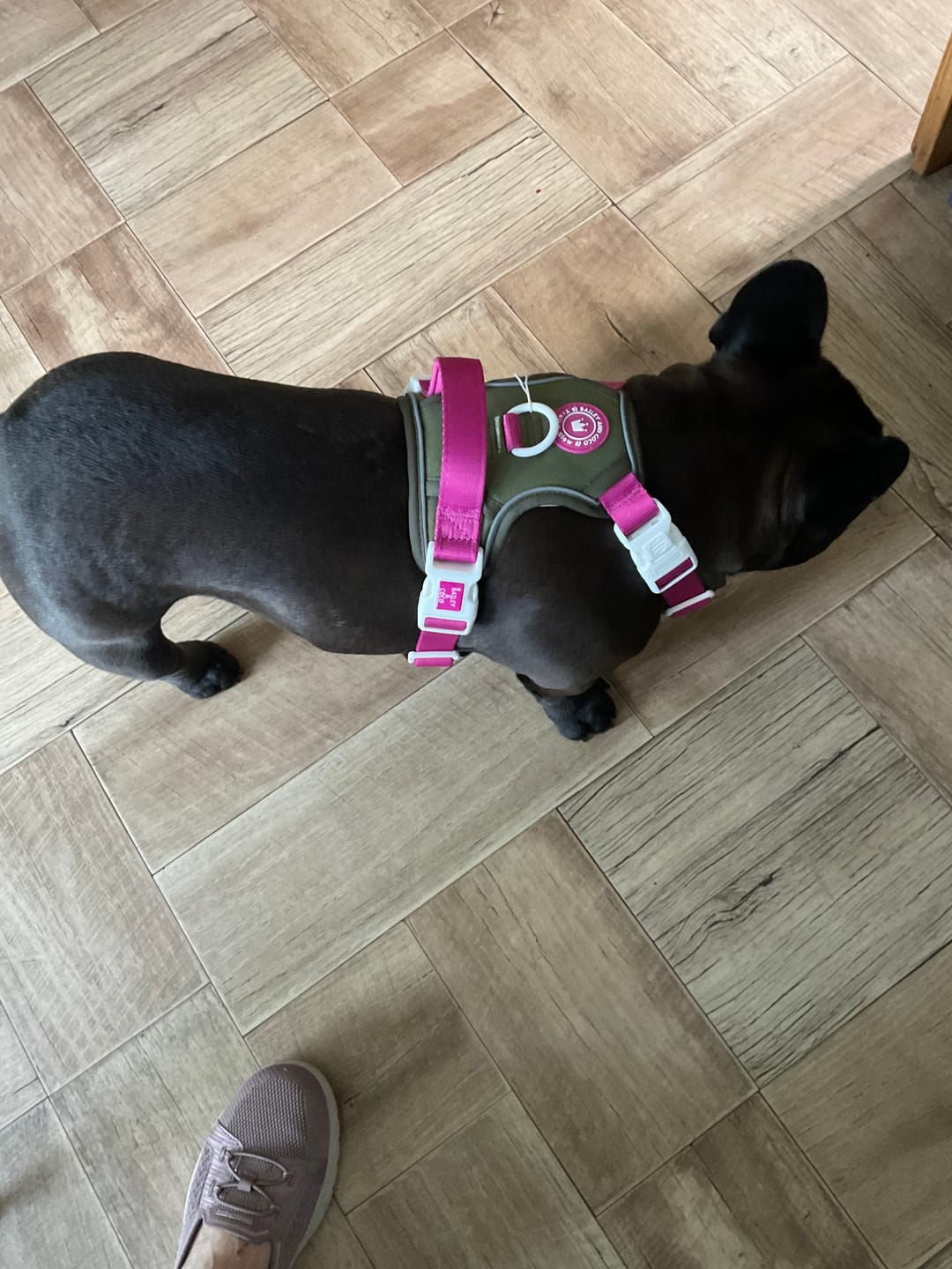 Customer photo review of Trail & Glow Dog Harness - COLOUR DROPS® - Olive it Hot