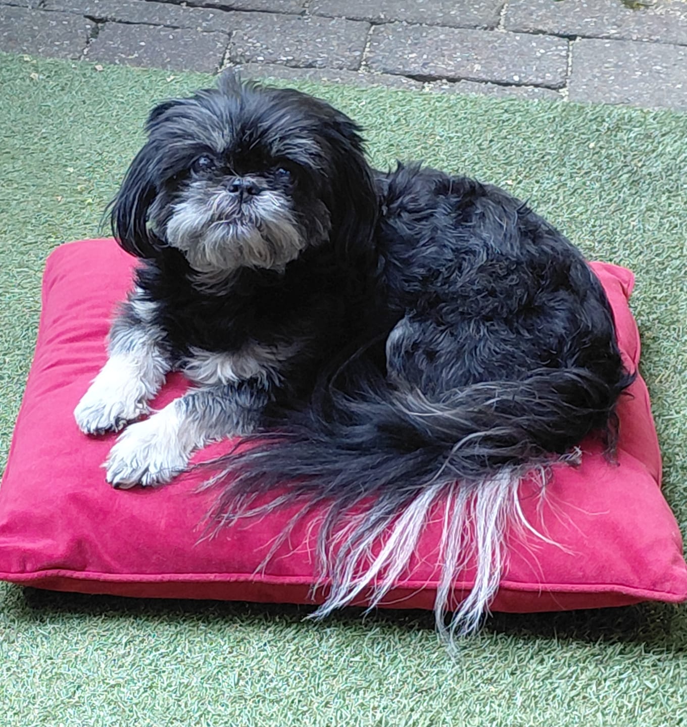 Customer photo review of Dog Gel Twin Pack