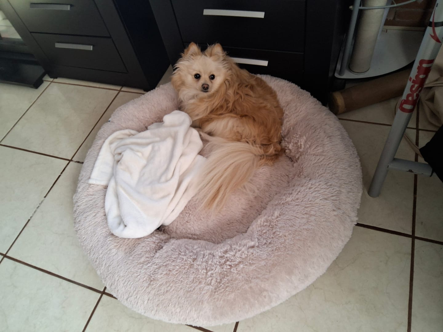 Customer photo review of Manta Relajante para Mascotas