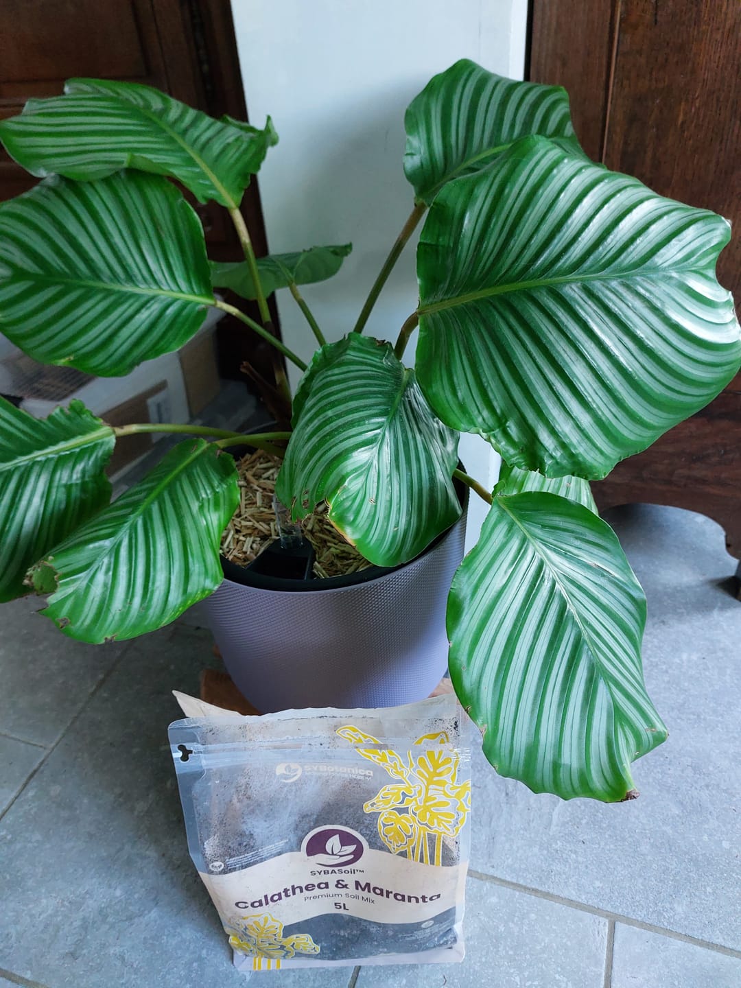 Customer photo review of Calathea & Maranta Mix