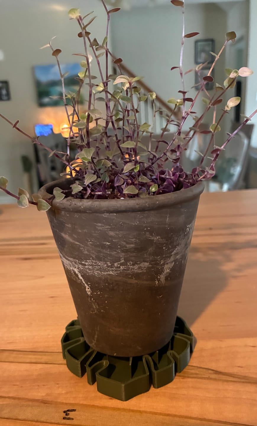 Customer photo review of Tera™ Sausr™ - Leaf-shaped Pot Saucer - Drip tray for houseplants - Humidity tray