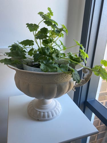 Customer's Fabien French Provincial Compote Urn Planter holding a leafy green plant on a white stand.