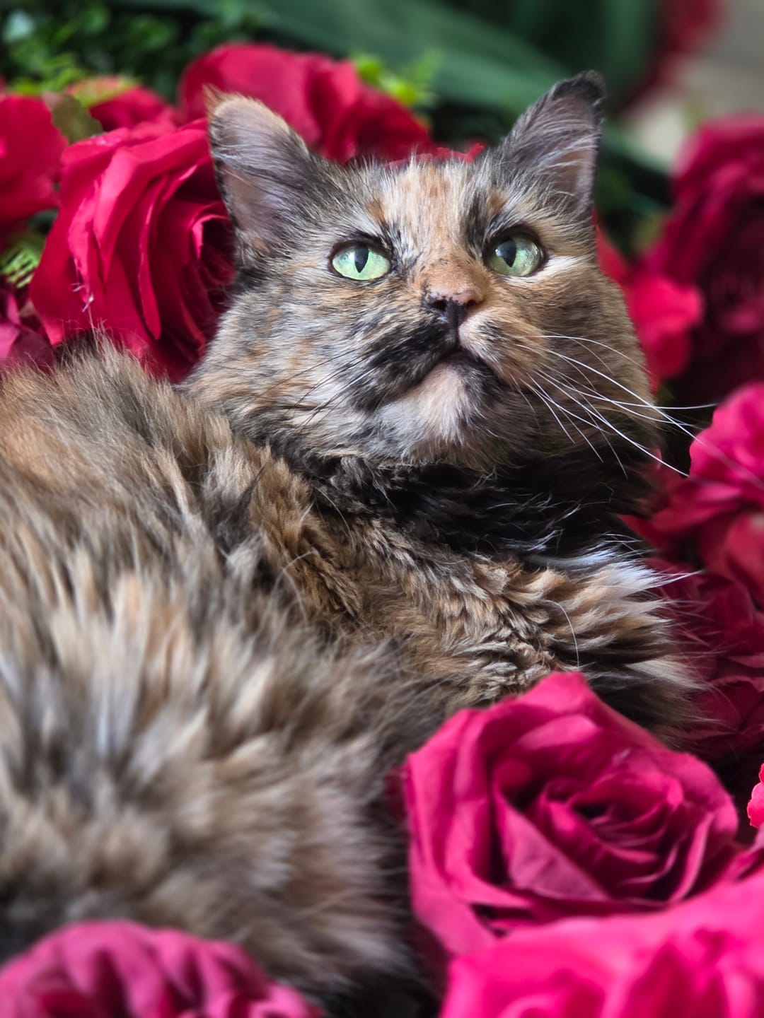 Customer photo review of Breathe Easy Cat Cold, Sneezing & Respiratory Support