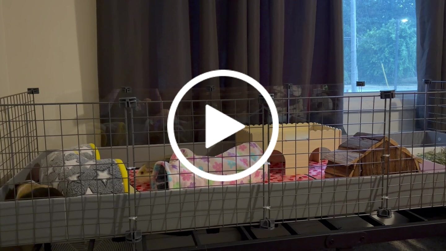 Customer video review of GuineaDad Piggy Condo Guinea Pig Cage (C&C)