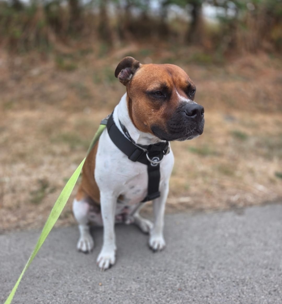 Customer photo review of Anti-Pull TRI-Harness® | Training Dog Harness for All Breeds - Black
